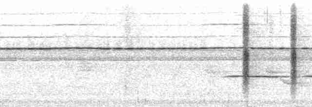 白胸燕鵙 - ML36877