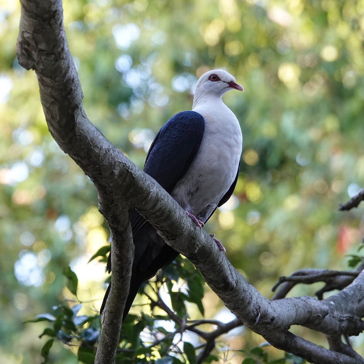 White-headed Pigeon - ML368776011