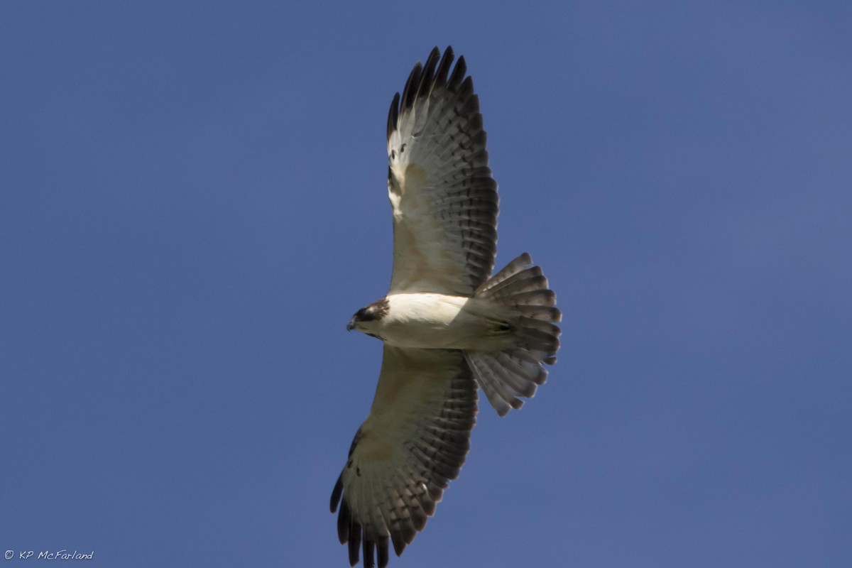 Short-tailed Hawk - Kent McFarland