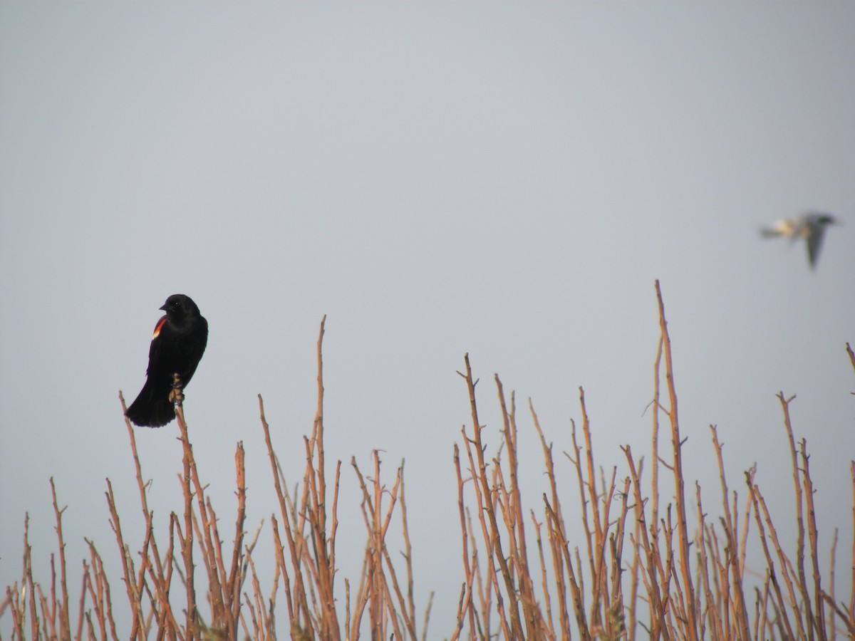 Red-winged Blackbird - ML36877931