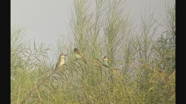 European Bee-eater - ML368780261
