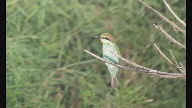 European Bee-eater - ML368781121