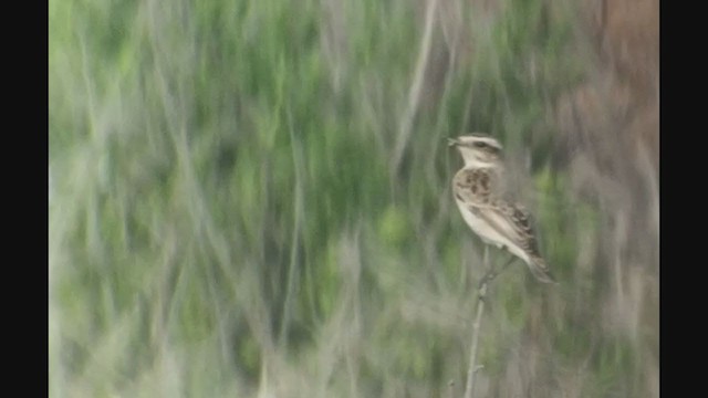 Whinchat - ML368782161