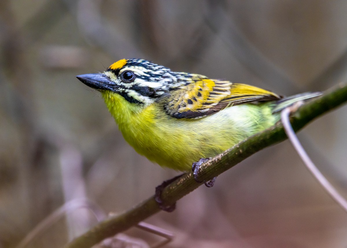 Yellow-fronted Tinkerbird - ML368782291