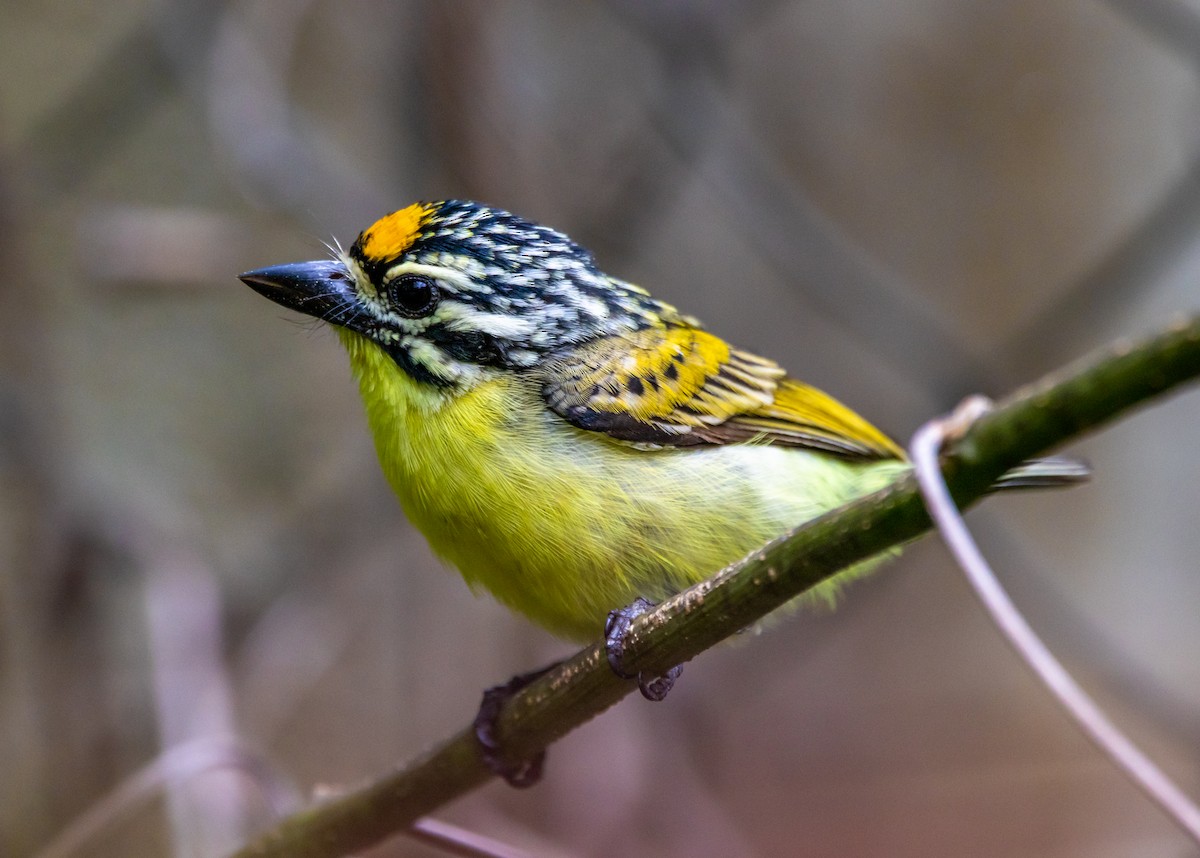 Yellow-fronted Tinkerbird - ML368782361