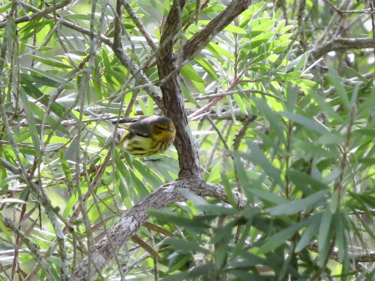 Cape May Warbler - ML368789201