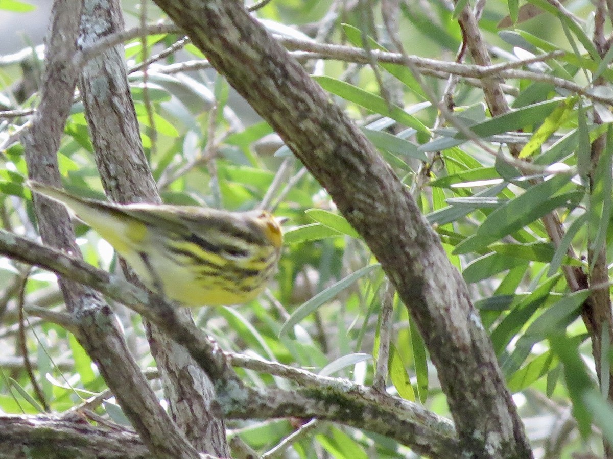 Cape May Warbler - ML368789211