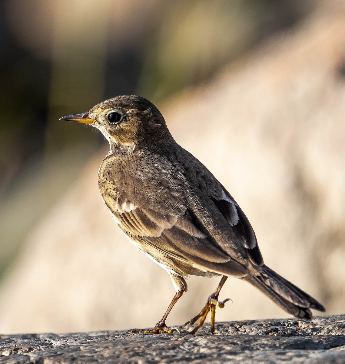 American Pipit - Guy Tremblay