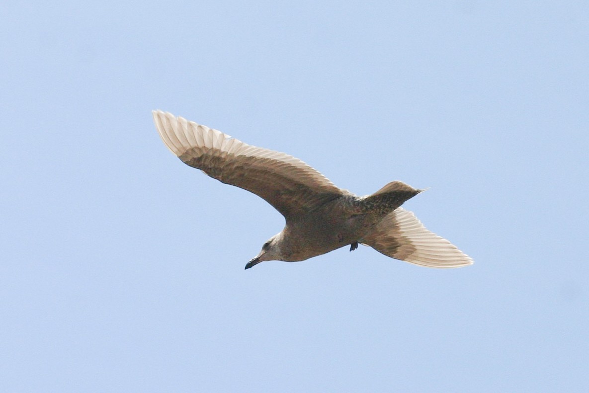 Glaucous-winged Gull - ML36879081