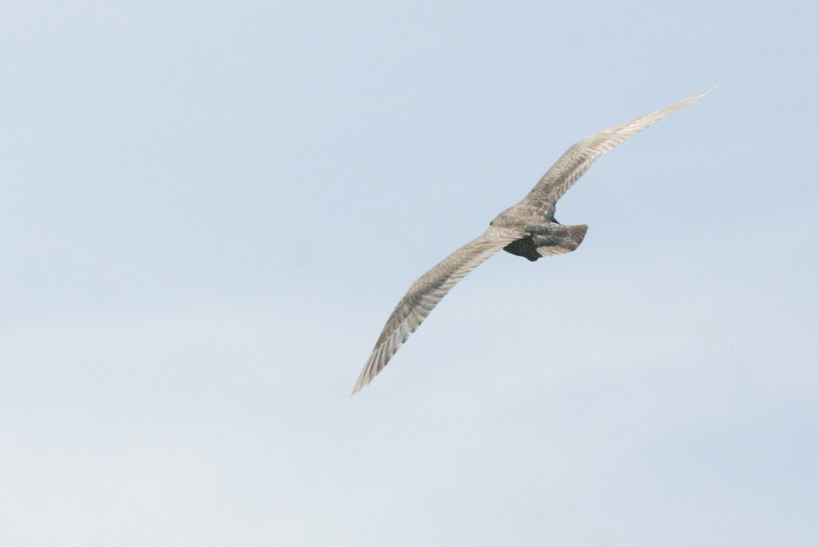Glaucous-winged Gull - Chris Wood