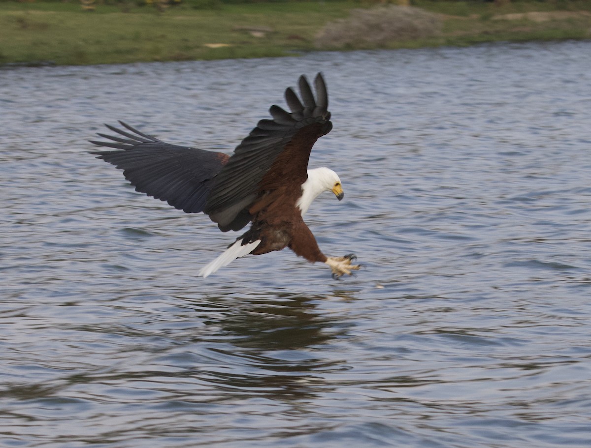 African Fish-Eagle - ML368791621