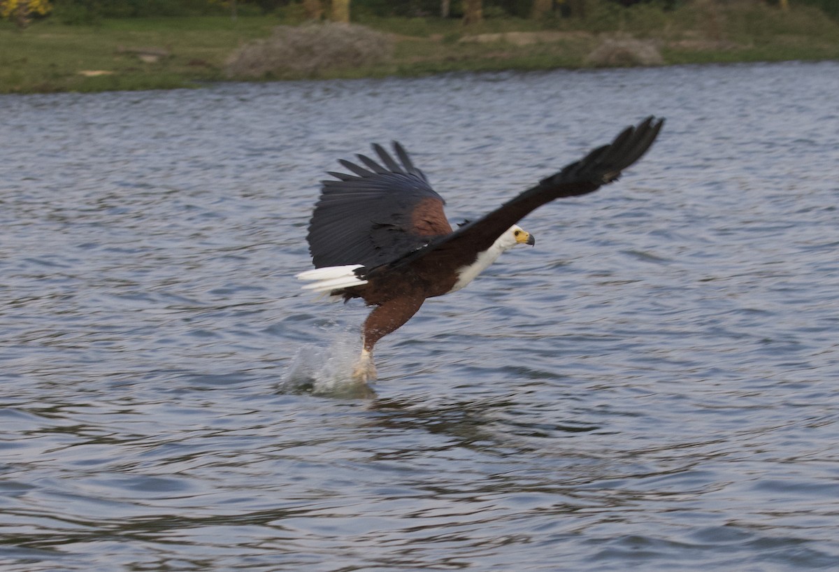African Fish-Eagle - ML368791641