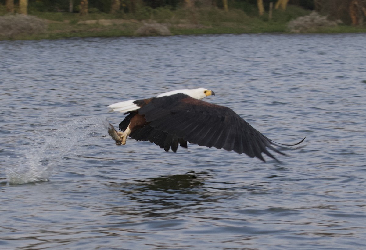African Fish-Eagle - ML368791651