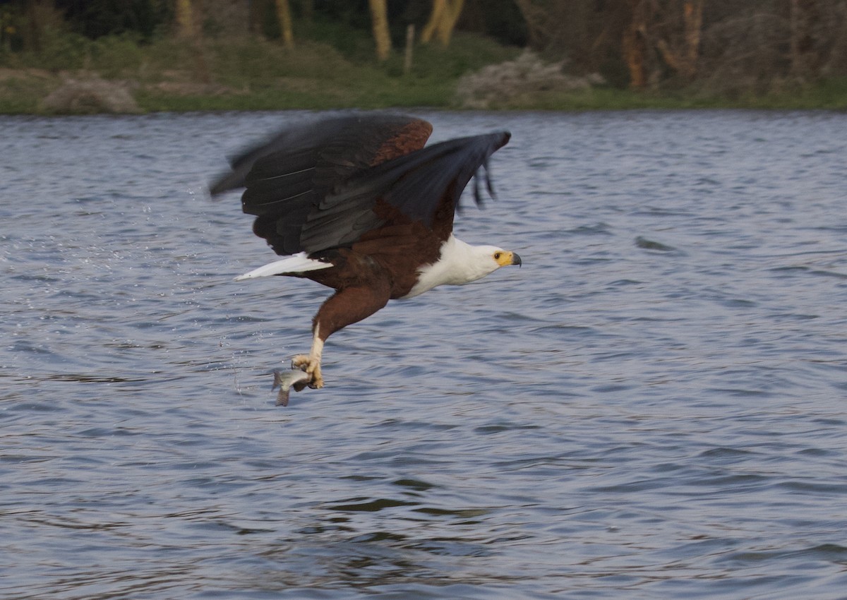 African Fish-Eagle - ML368791671