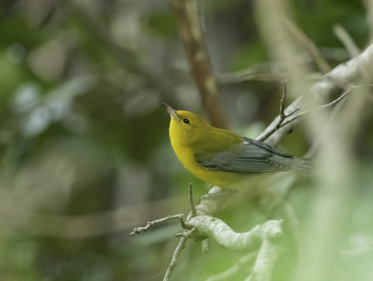Prothonotary Warbler - ML368791741