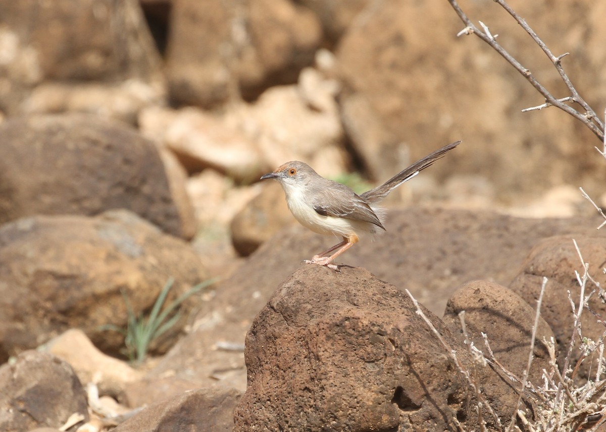 Red-fronted Prinia - ML368796091