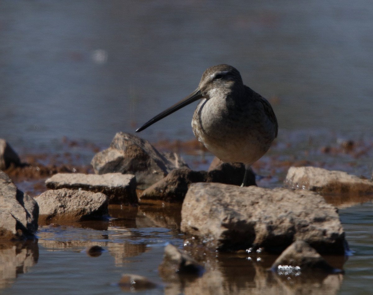Long-billed Dowitcher - Dave Kerr