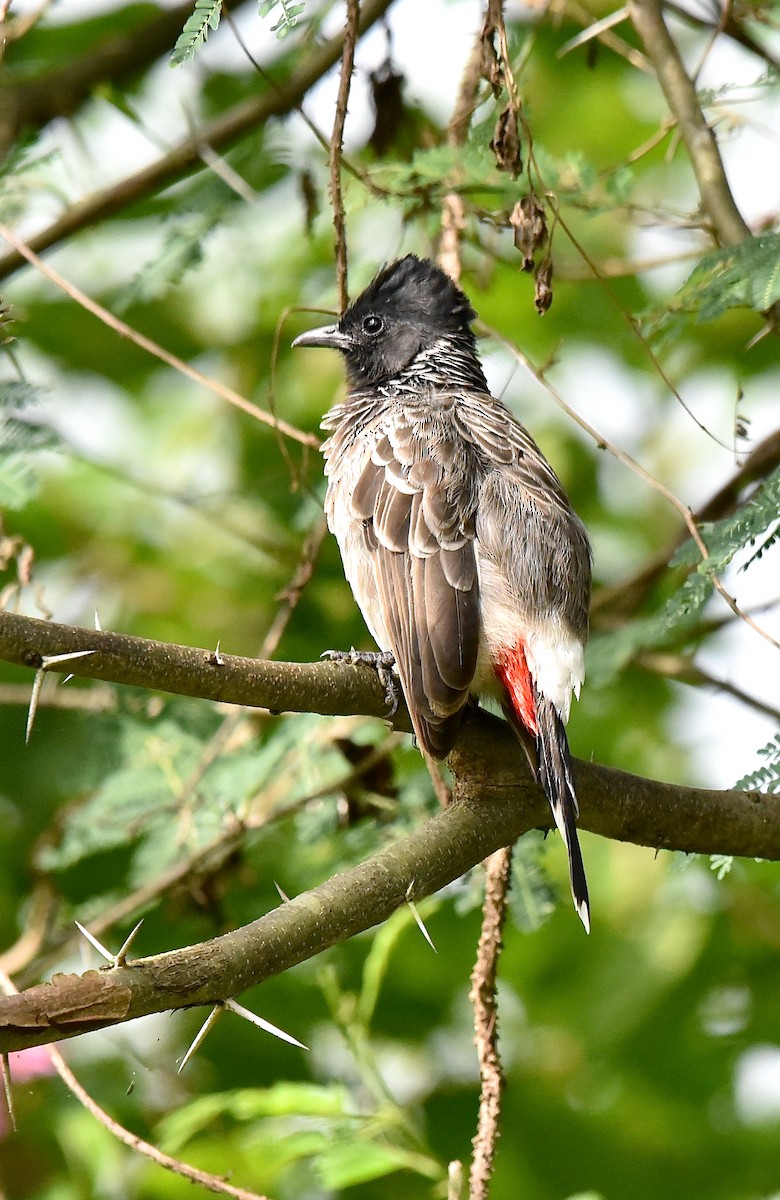 Red-vented Bulbul - A S