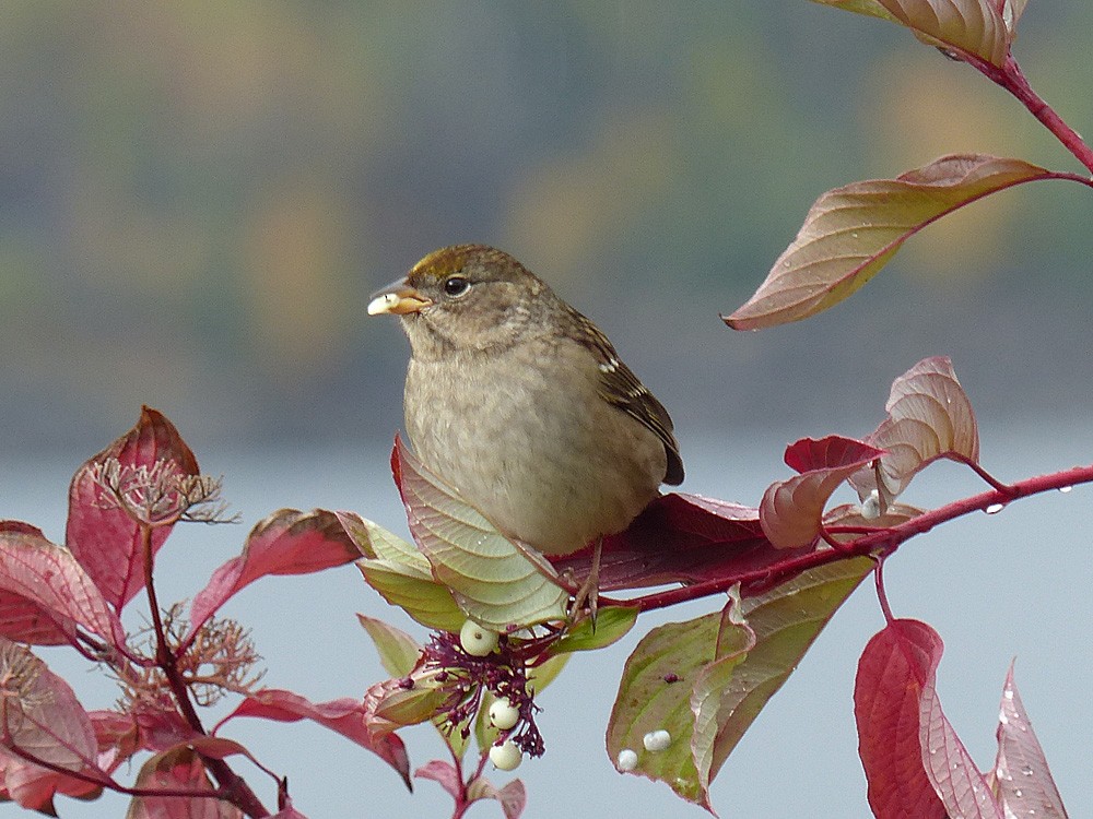 Golden-crowned Sparrow - Paul Prappas