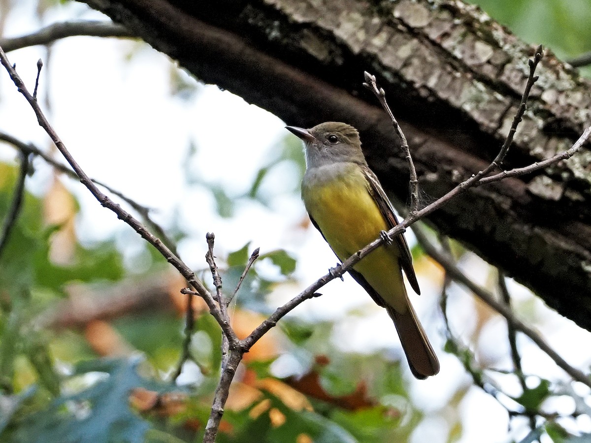 Great Crested Flycatcher - ML368799511