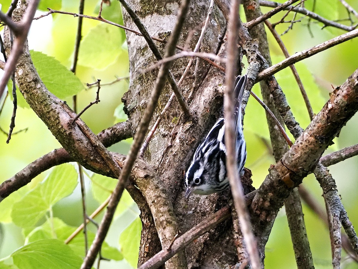 Black-and-white Warbler - ML368799621