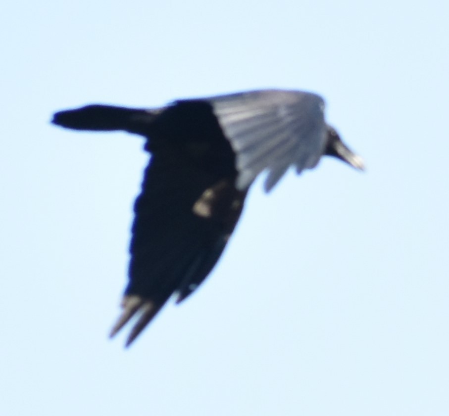 Common Raven - ML368799961