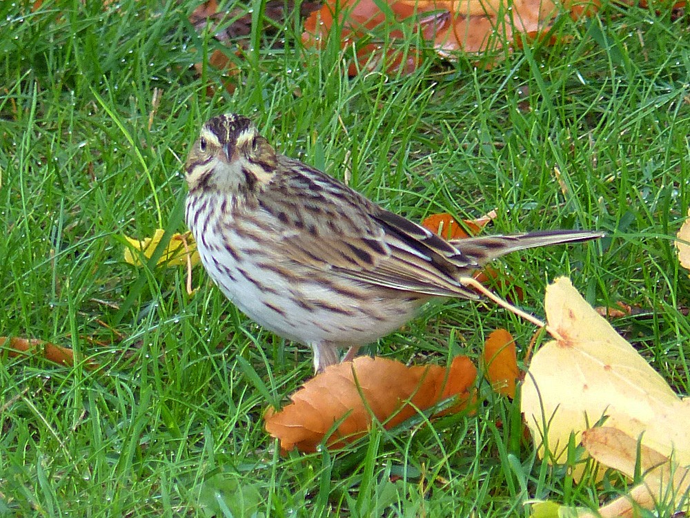 Savannah Sparrow - ML36880181