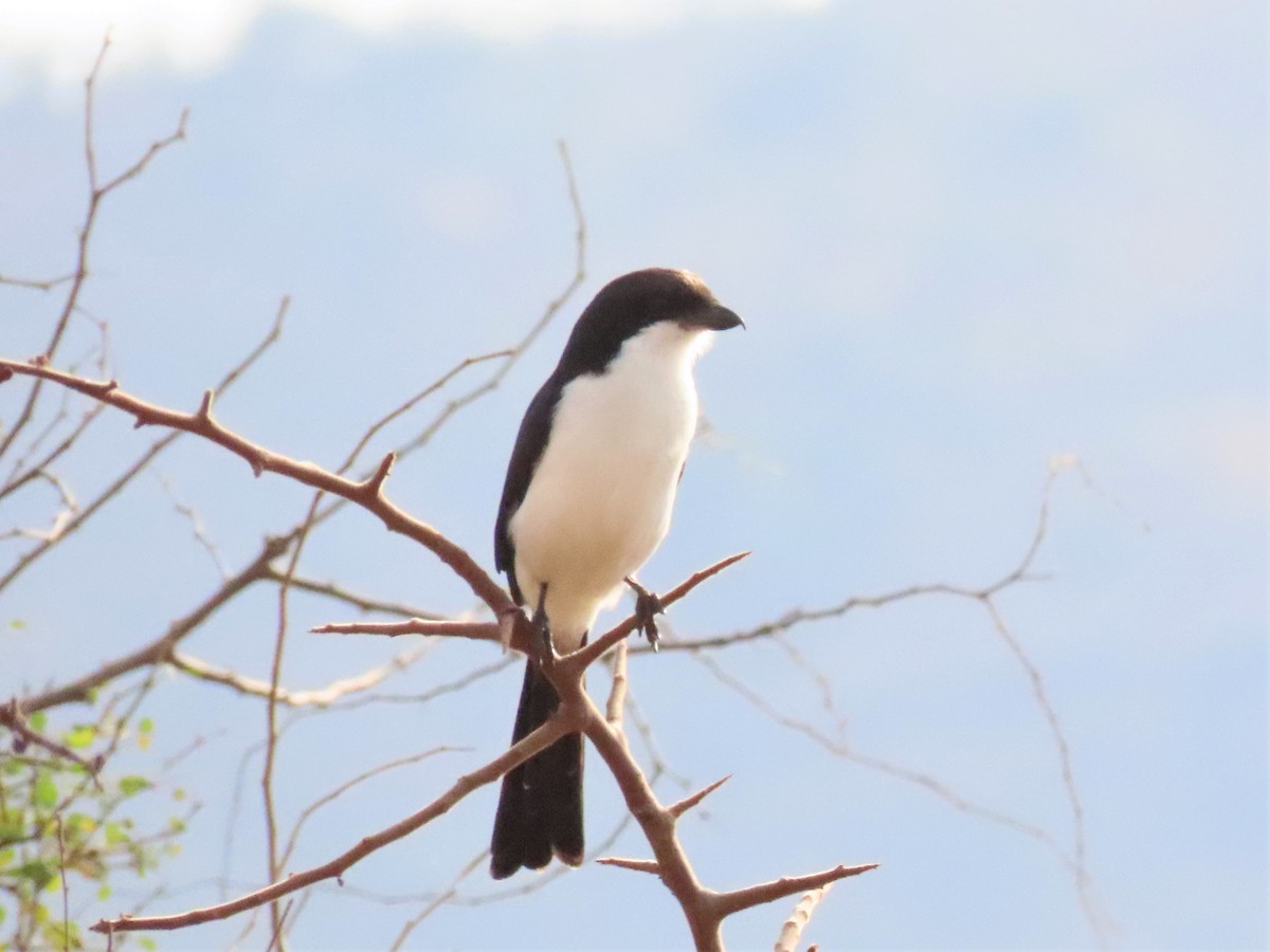 Long-tailed Fiscal - ML368811291