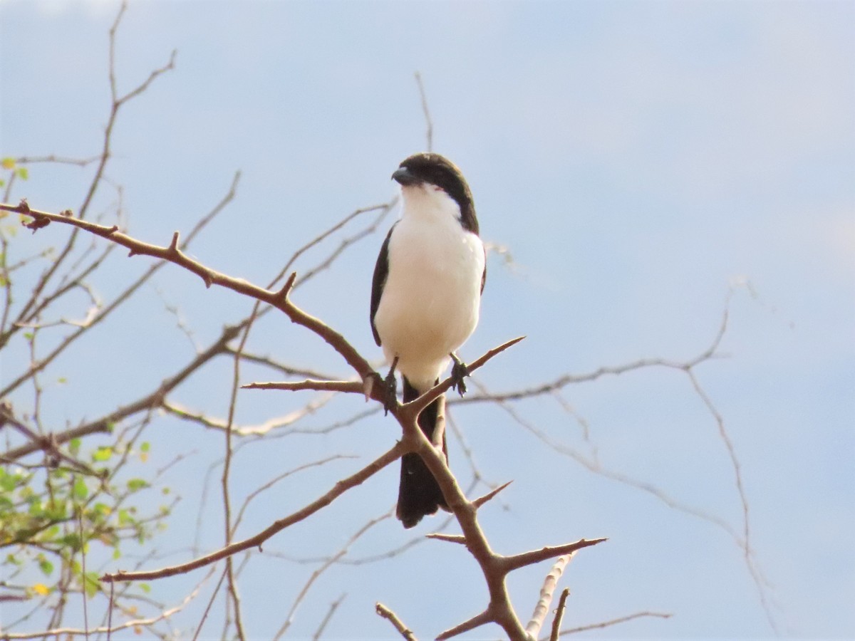Long-tailed Fiscal - ML368811311