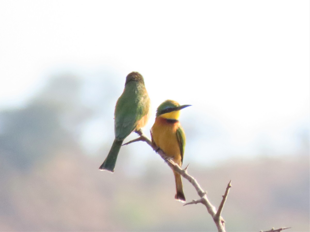 Little Bee-eater - ML368811731