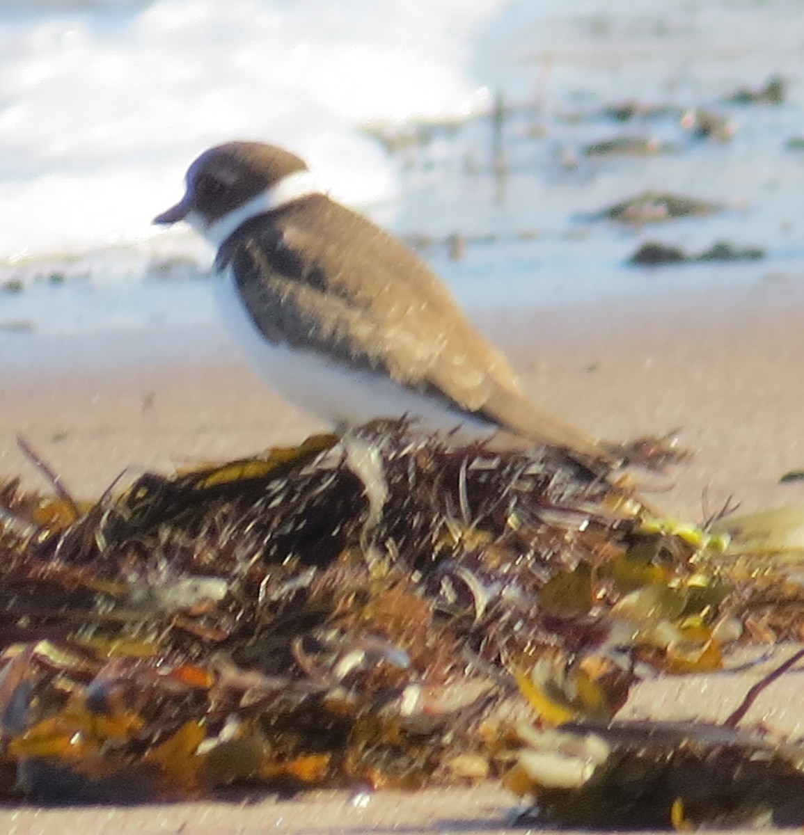 Semipalmated Plover - ML368816261