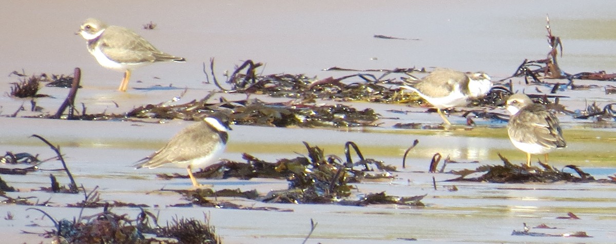 Semipalmated Plover - ML368816421