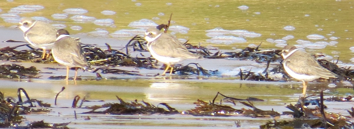 Semipalmated Plover - ML368816811