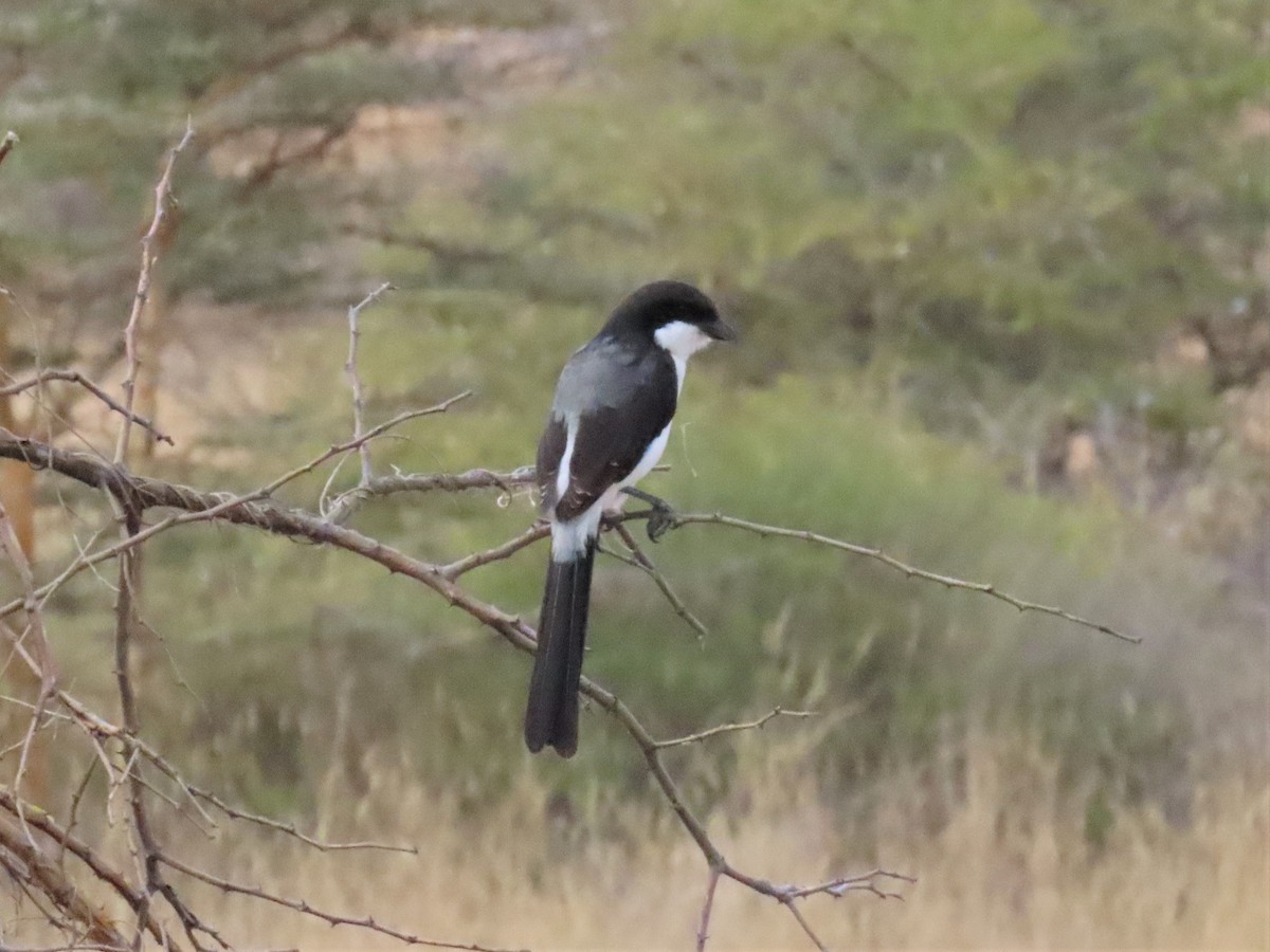 Long-tailed Fiscal - ML368817641