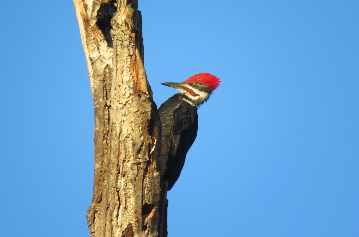 Pileated Woodpecker - Cedar Cunningham