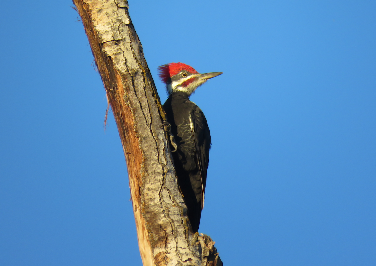 Pileated Woodpecker - ML368822701