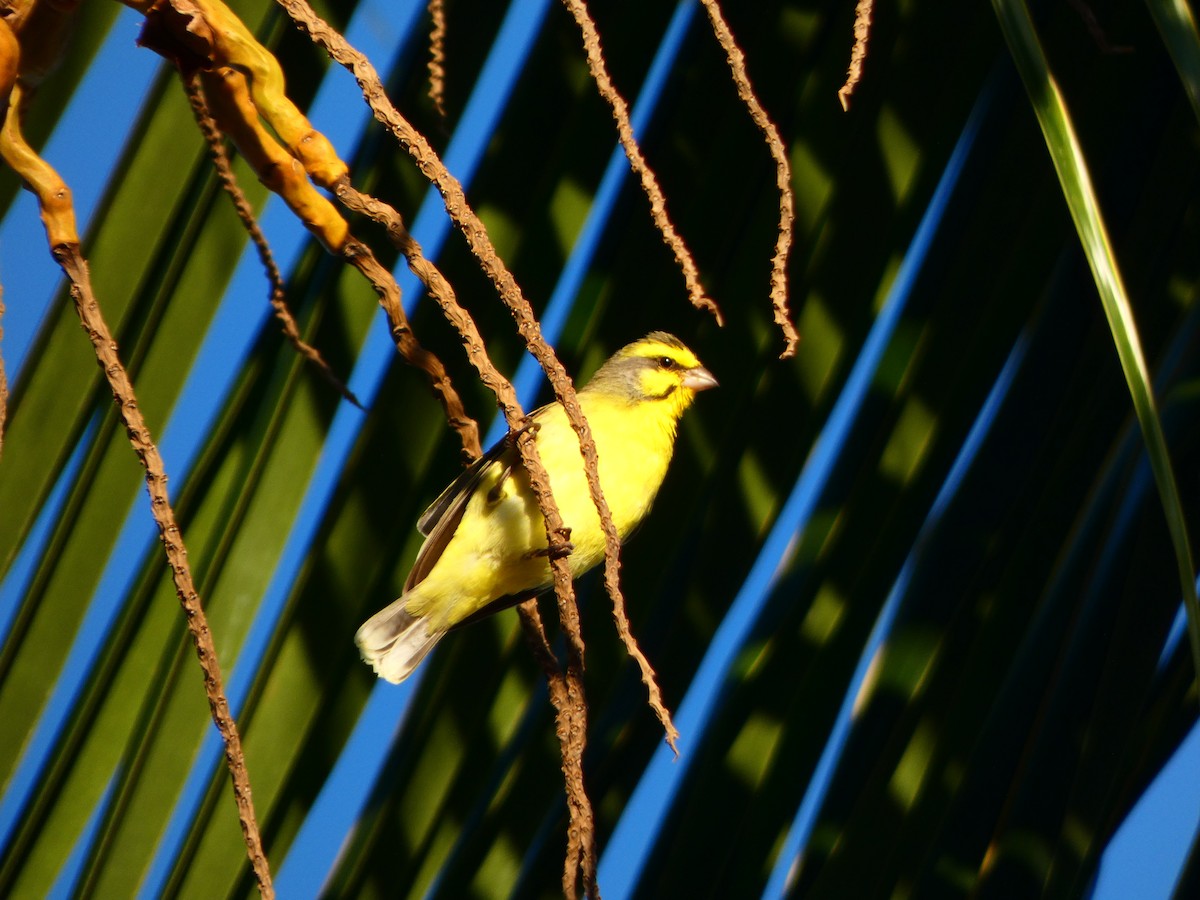 Yellow-fronted Canary - Gabriel Rudy