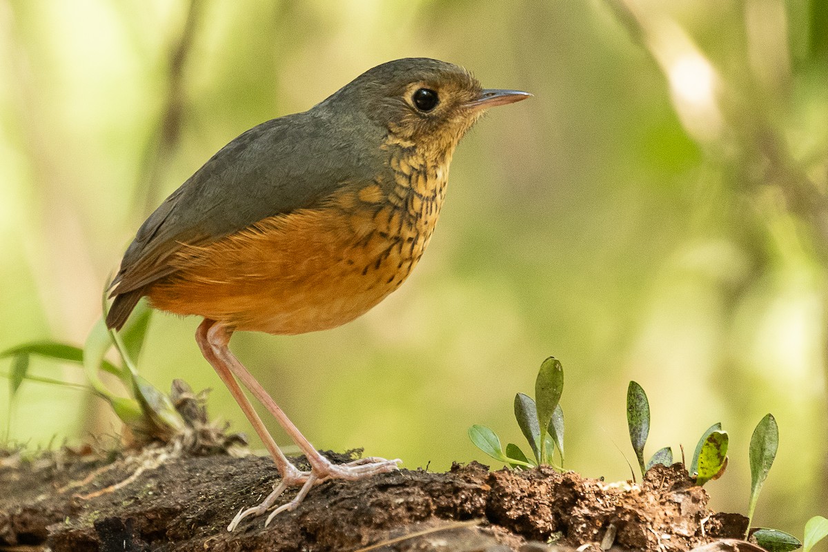 Speckle-breasted Antpitta - ML368828271