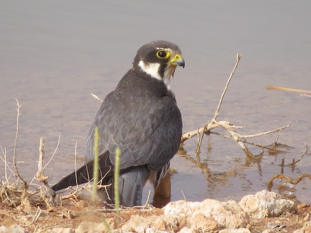 Adult (subspecies <em class="SciName notranslate">subbuteo</em>). - Eurasian Hobby - 