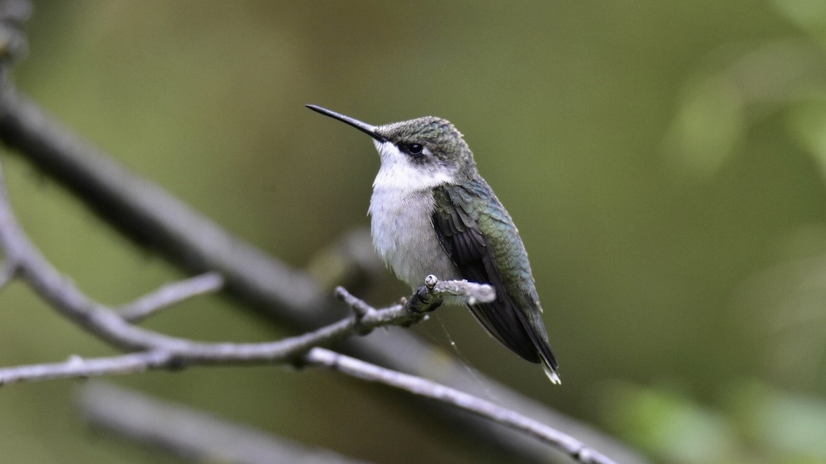 Ruby-throated Hummingbird - Adrian Melck