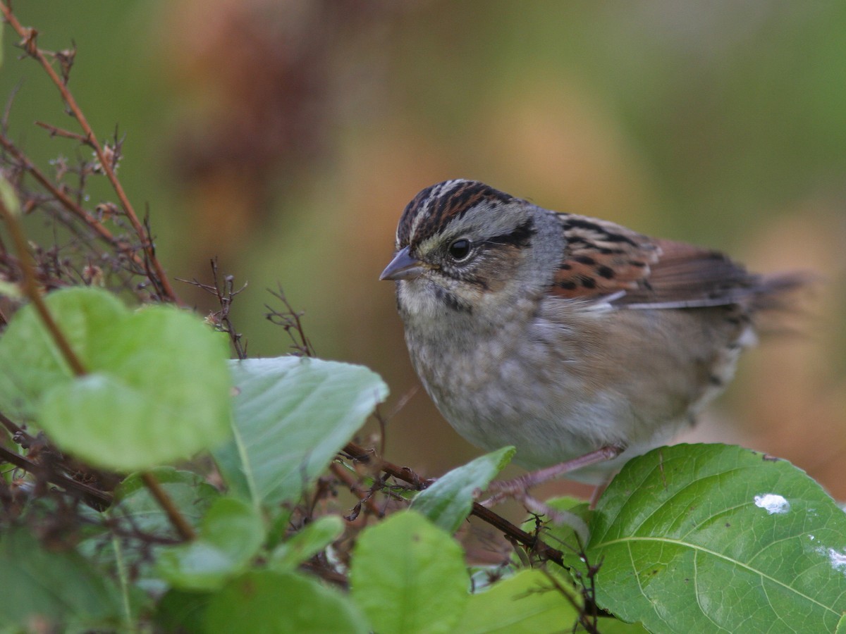 Swamp Sparrow - ML36884631