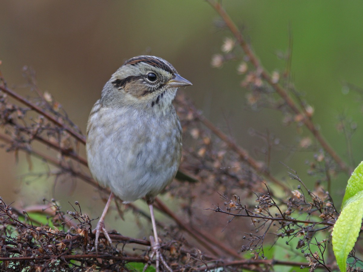Swamp Sparrow - ML36884661