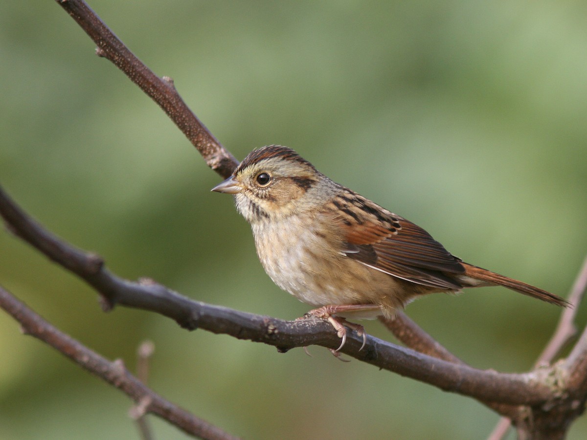 Swamp Sparrow - ML36884681