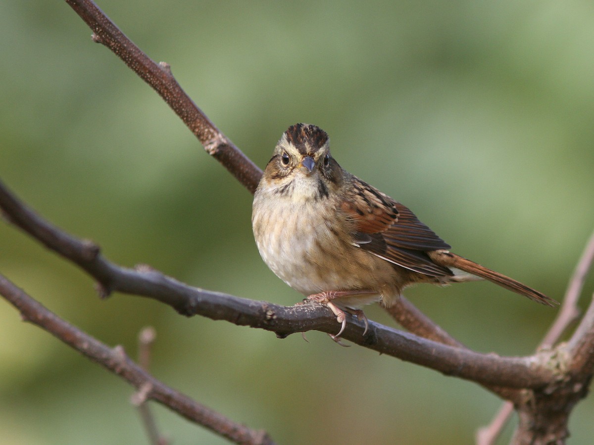 Swamp Sparrow - ML36884761