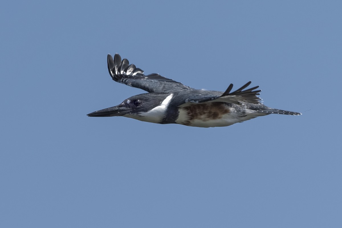 Belted Kingfisher - ML368852111
