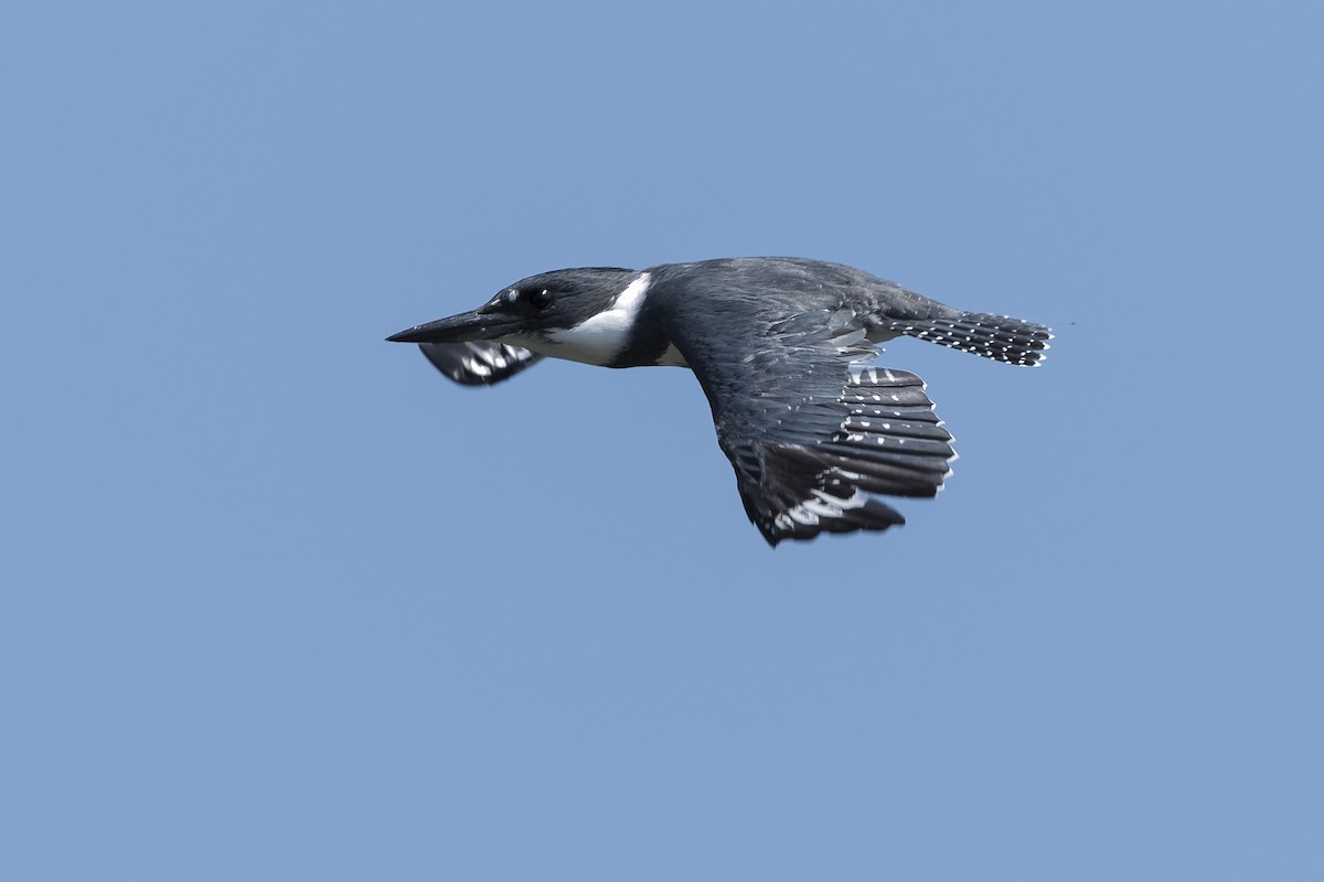 Belted Kingfisher - ML368852131
