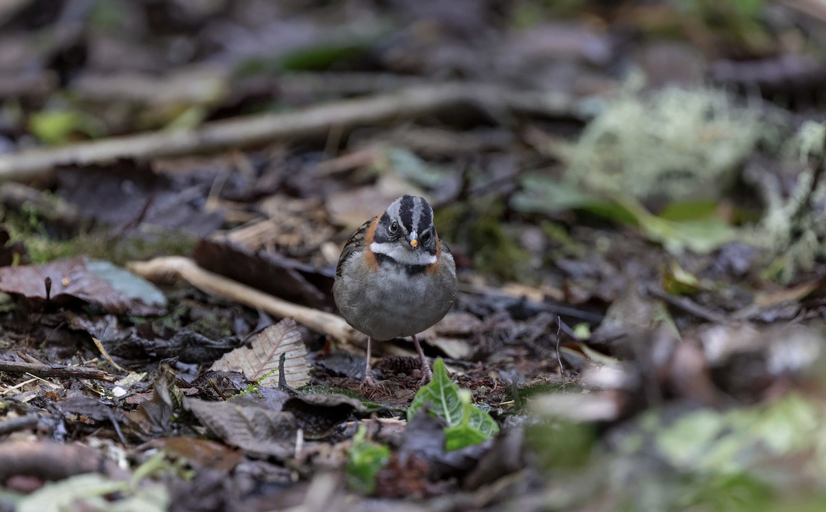 Rufous-collared Sparrow - Timo Mitzen
