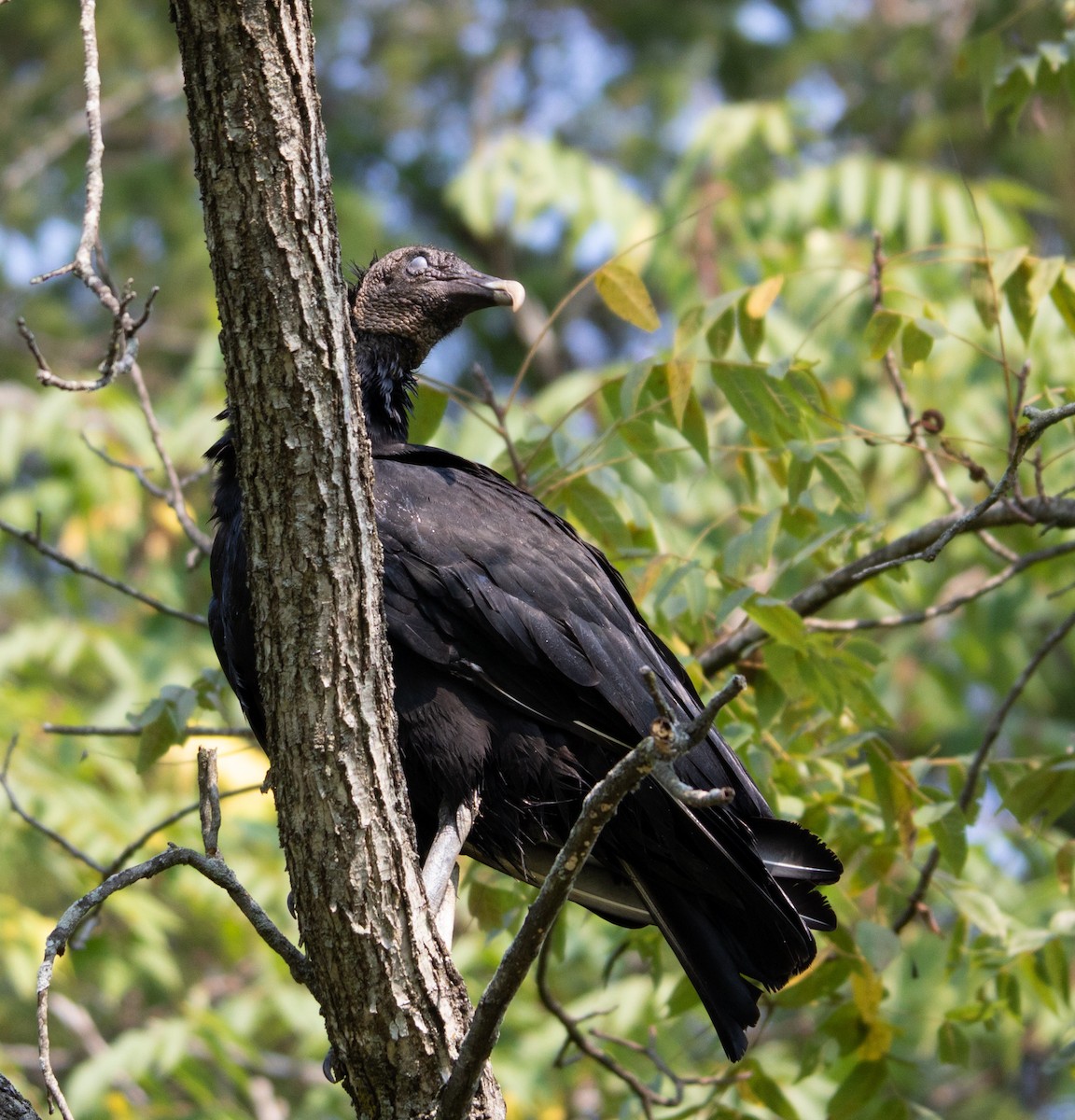 Black Vulture - ML368855121