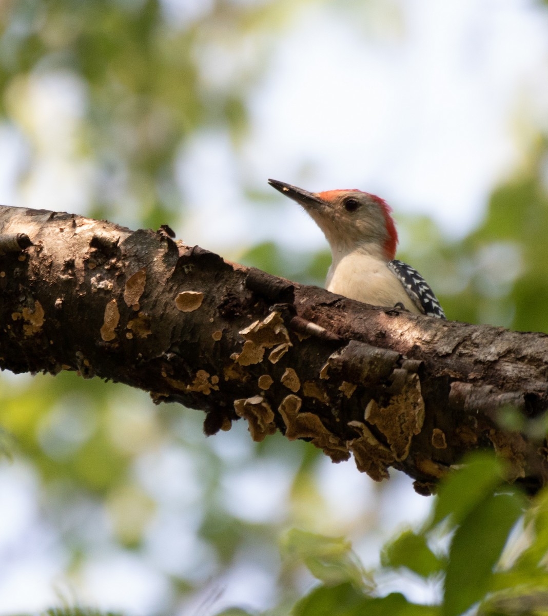 Red-bellied Woodpecker - ML368855201