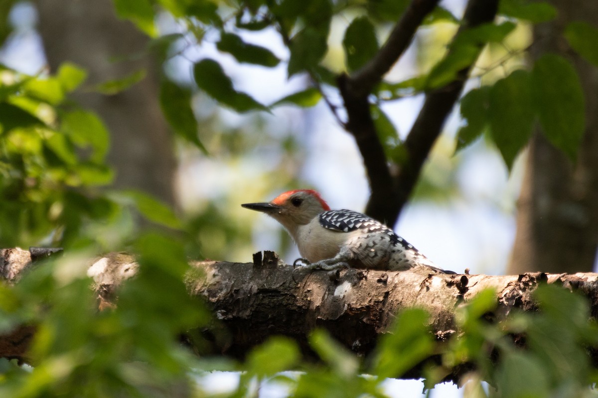 Red-bellied Woodpecker - ML368855251